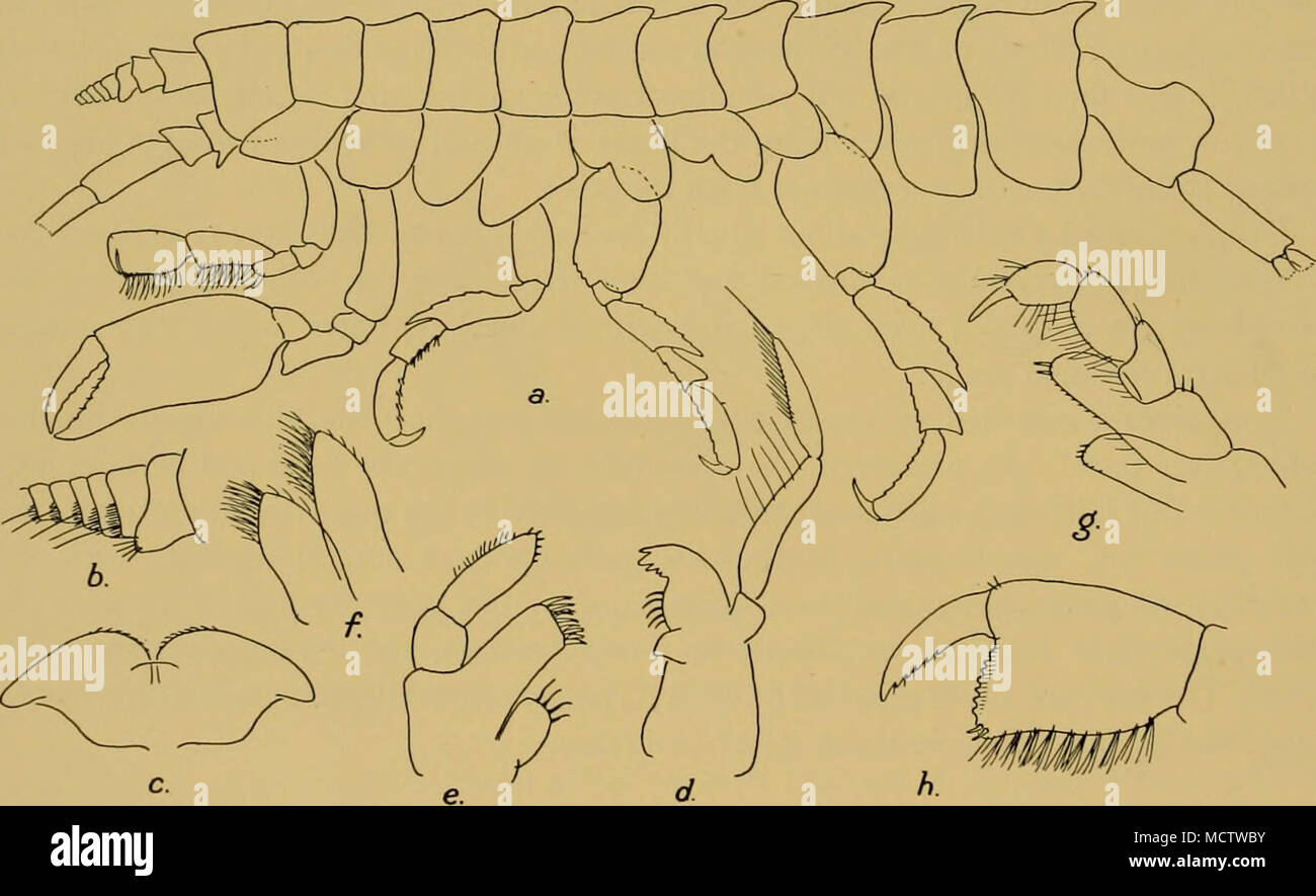 . Fig. 91. Clarencia chelata, Brnrd. a. Vista generale. b. 3° peduncular giunto e parte del flagello della antenna 1. c. Il labbro inferiore. d. Mandibola, e. Mascella 1. /. Mascella 2. g. Maxilliped. /;. Gnathopod 1. leggermente sollevata sui margini posteriori, diventando sempre più embricato posteriormente, seg- zioni 6 e 7 che termina in una punta smussata medio-proiezione dorsale. Piastre laterali 1-4 moderatamente profondo, 1 subquadrate, leggermente in avanti prodotta, 2 e 3 di seguito arrotondati, 4 con angolo inferiore in maniera restrittiva arrotondata e le oblique margine posteriore quasi diritta, 5 e 6 con i lobi posteriori più profonda dei lobi anteriore. Pleo Foto Stock