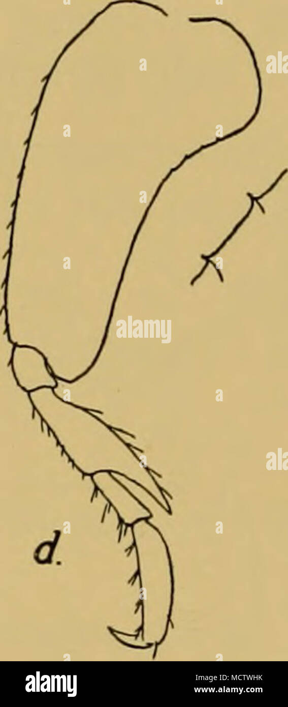 . Fig. 61. Proboloides porcellanus, n.sp. a. Gnathopod i. b. Gnathopod 2 di $. c. Gnathopod 2 ?. d, Peraeopod 5, con la porzione di margine di cerva della seconda falange in scala ulteriormente ingrandita. Peraeopod 3, 2 giunto lineare stretto, ma hind angolo distale prodotta in un breve lobi arrotondati. Peraeopods 4 e 5, seconda falange espanso a base, poi rapidamente restringimento, un po' come quella di Metopella neglecta (SARS, pi. xcvii, fig. 2), ma l'ex prossimale- pansion che non si estende a metà strada giù il giunto, quarta joint moderatamente espanso. Telson e uropod 3 disarmato. Commento. Questa specie è in una volta che si distingue per la scavare Foto Stock