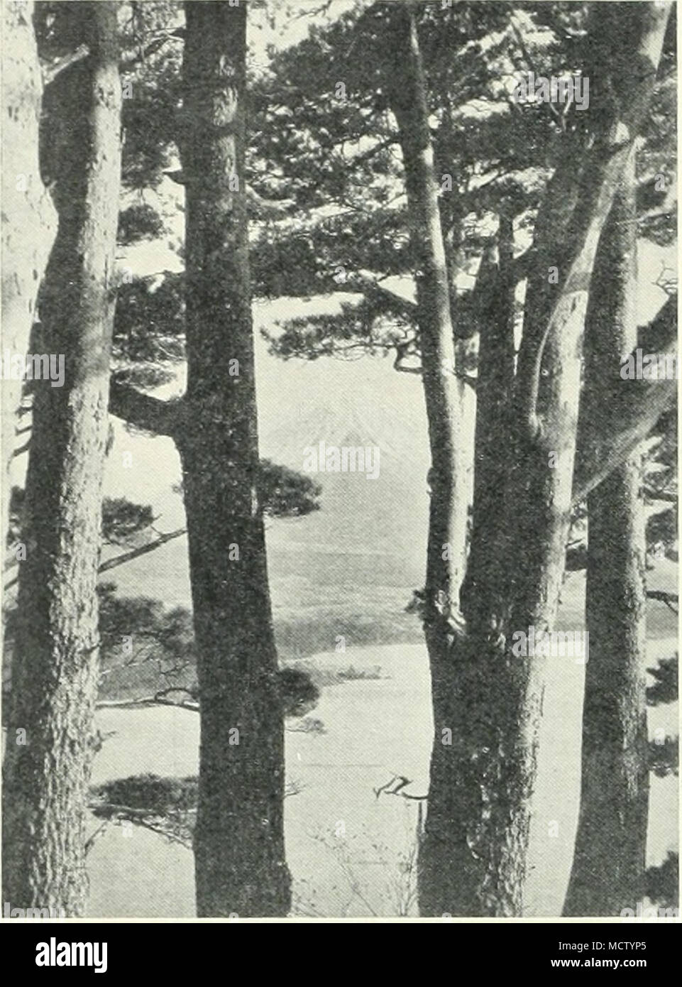 . Fig. 3. -Ruji-SAX THRon.n stagno; pini abov"E IL LAGO DI SHOJI. divinità di montagna di Ontake. Presto la faccia del mezzo ipotizza un livido hue, gaspings extraterrestre rilasciato dalla sua gola, e il gohei ora ha cominciato a tremare violentemente nel suo afferrare. Il suo sguardo rivolto verso l'alto nelle rispettive prese fino a che solo la metà dei iris è stata visibile, e una serie di scatti di convulsa alla lunghezza portato il gohei una battuta di arresto al di sopra dei suoi foreheadâ il dio era sceso su di esso. Successivamente il maeza, piegando in basso verso il terreno fino a che il suo fronte toccato terra, riverenti domandò che cosa potrebbe essere " hon Foto Stock