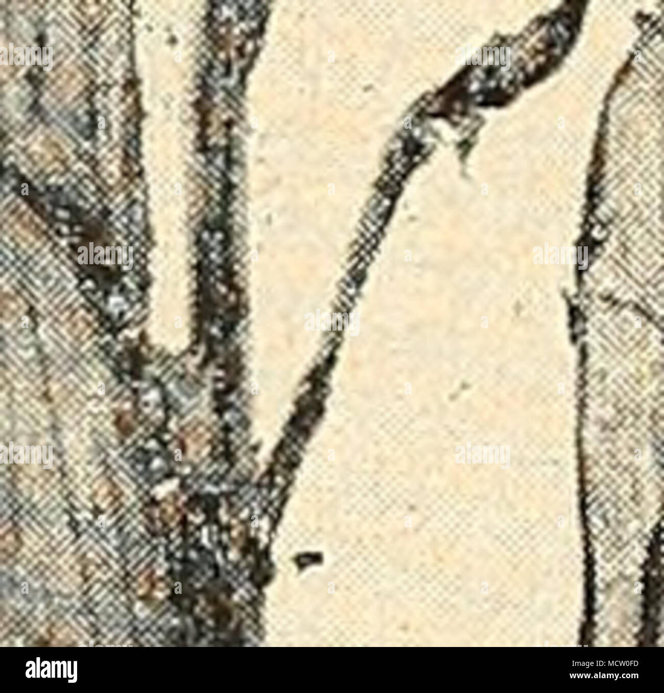 . .-"F la figura 33. Vena-rot tipo di palo rot indurito sul tabacco leaf. grigio o variamente colorati stampi. La giunzione tra il controfiletto e levetta è particolarmente suscettibile spot. A questo punto spesso il rot progredisce così lontano che la foglia viene separata dalla levetta da la minima tirare, o solo alcune volte cade al suolo mediante il proprio peso. Il rot di solito anche passa fuori un po' nel web adiacenti. Quando la foglia è teso tra la Foto Stock . .-"F la figura 33. Vena-rot tipo di palo rot indurito sul tabacco leaf. grigio o variamente colorati stampi. La giunzione tra il controfiletto e levetta è particolarmente suscettibile spot. A questo punto spesso il rot progredisce così lontano che la foglia viene separata dalla levetta da la minima tirare, o solo alcune volte cade al suolo mediante il proprio peso. Il rot di solito anche passa fuori un po' nel web adiacenti. Quando la foglia è teso tra la Foto Stock