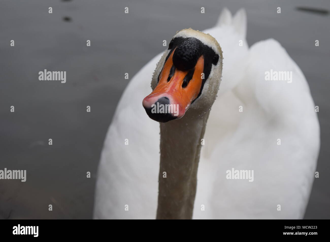 Il lago dei cigni Foto Stock