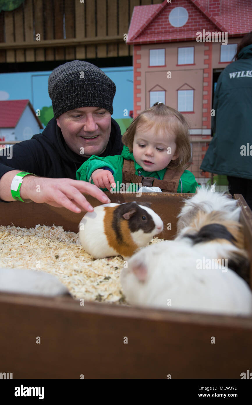 Il Toddler accarezzare un cavia Foto Stock