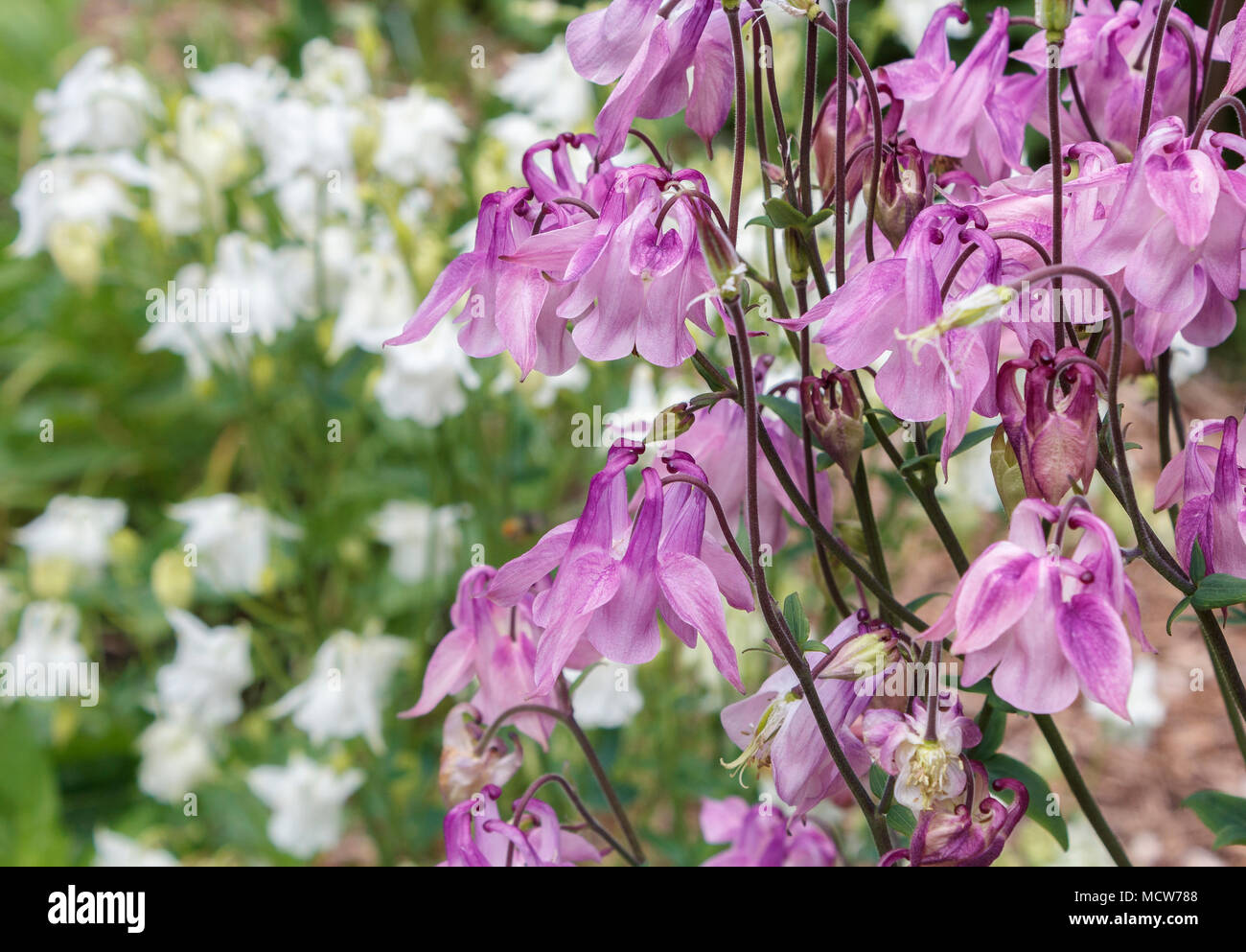 Rosa luminoso columbine fiori, con lunghi nettare Speroni, sono visti da vicino contro uno sfondo sfocato del bianco-columbines fiorito e foglie verdi. Foto Stock