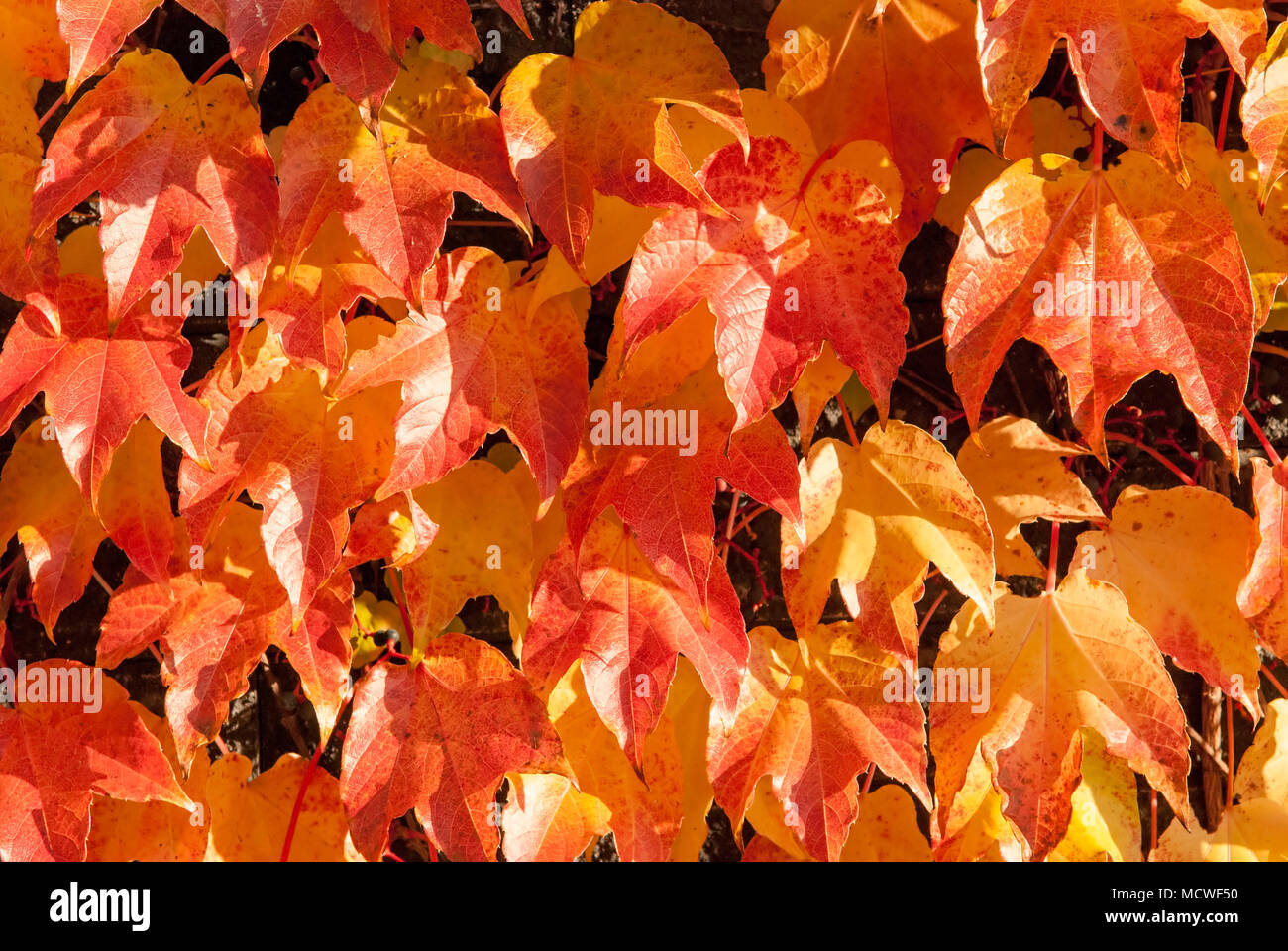 Foglie di autunno sfondo arancione. Foto Stock