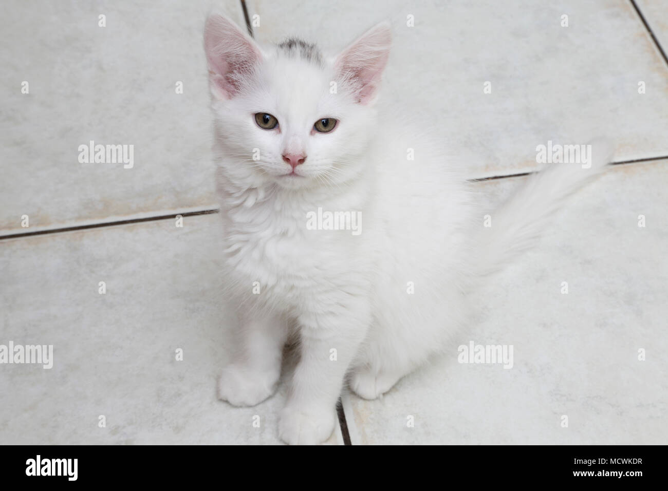 Tre mese vecchio bianco Angora Turco croce con il Maine Coon gattino con contrassegni di colore grigio Foto Stock