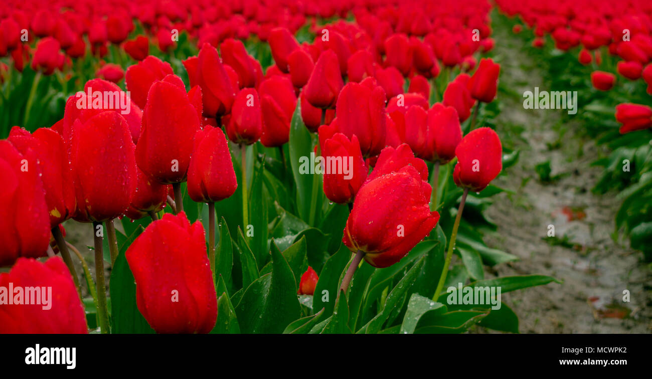 I tulipani Foto Stock