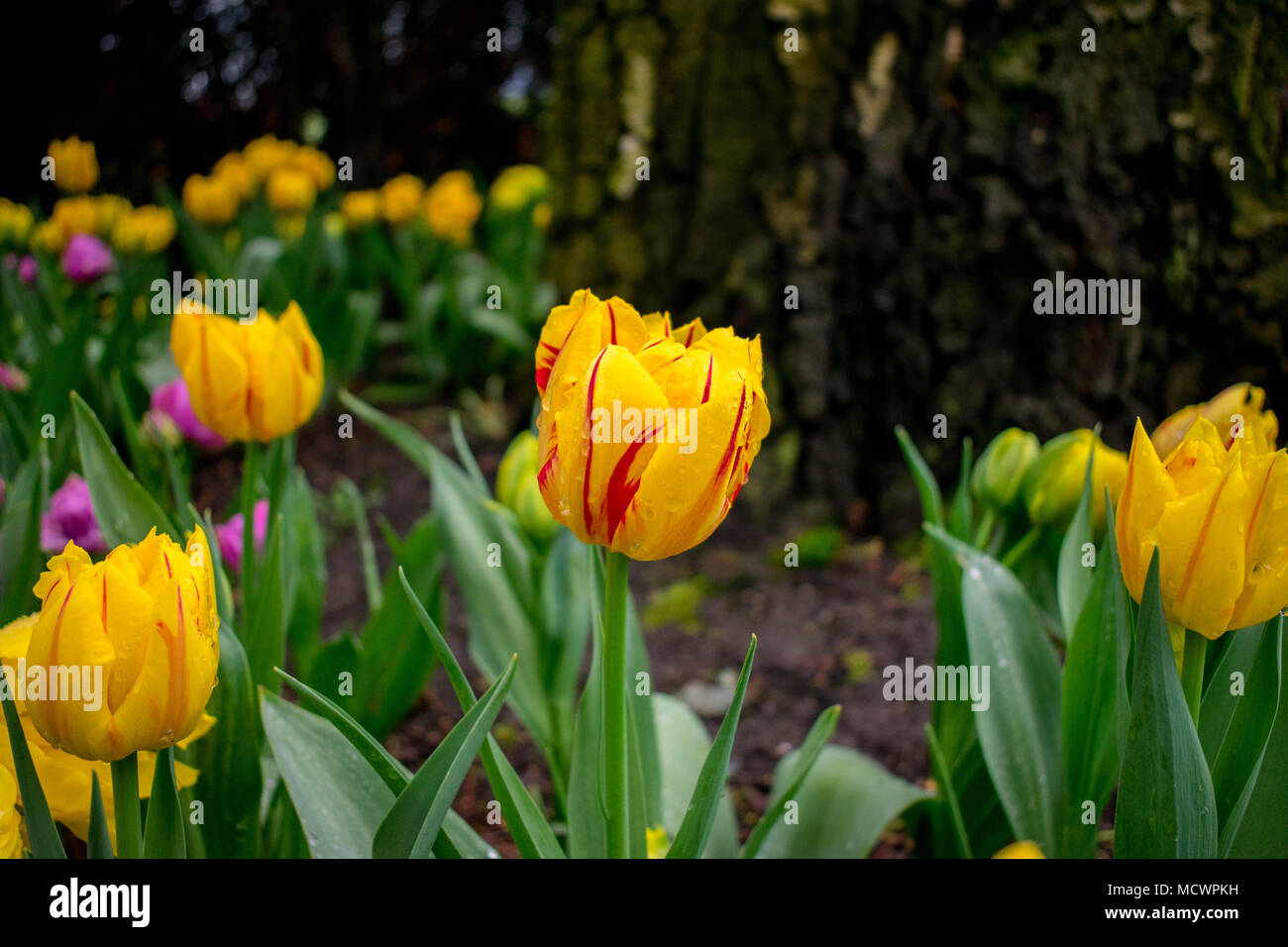 I tulipani Foto Stock