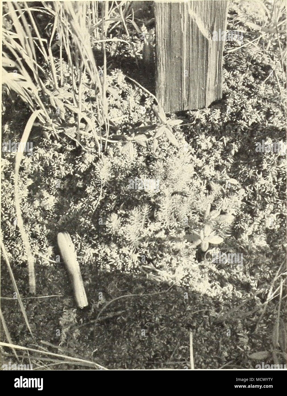 . (F)-452494 Figura 5. - La possibilità di semina di abete rosso nero in paludi necessario un attento studio. Questi 2-year-old piantine hanno sovraccaricato la concorrente sphagnum moss e sono ben stabiliti. In Wisconsin, spotting sementi stratificata in pelliccia- righe si è rivelato un fallimento a causa dell'eventuale sup- pression delle piantine da sod nel solco fondi (Stoeckeler e riqualificazione professionale, 1959). Questo fac- tor è stato anche più importante in una simile semina sul Kawishiwi foresta sperimentale. Calza qui, 69 per cento alla fine del secondo anno, era soltanto del 26 percento 5 anni più tardi. Macchie di seme realizzati in un legno duro op Foto Stock