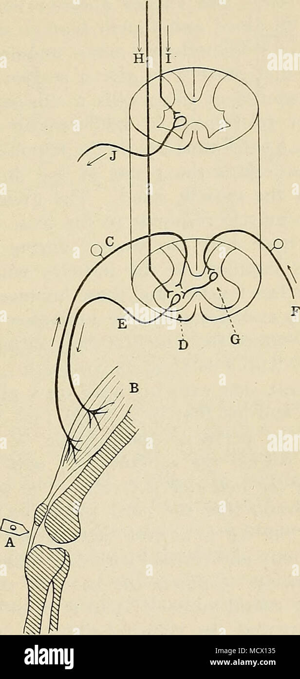 . Fig. 27. Schema del sistema nervoso percorsi seguiti dai segnali nervosi causando tlie istintive e la sua reenforcements. Un martello, posto di sciopero ligamentum rotule ; B, muscolo quadricipite ; C, posteriore nervo spinale radice; D, motore cella nel corno anteriore di materia grigia del cavo lombare; E, anteriore nervo spinale radice; F, nervo sensoriale da altra gamba; G, commisural cella; H, percorso discendente dalla zona della gamba nella corteccia cerebrale; io, percorso discendente dal braccio area nella corteccia cerebrale; J, del nervo motore al braccio. Foto Stock