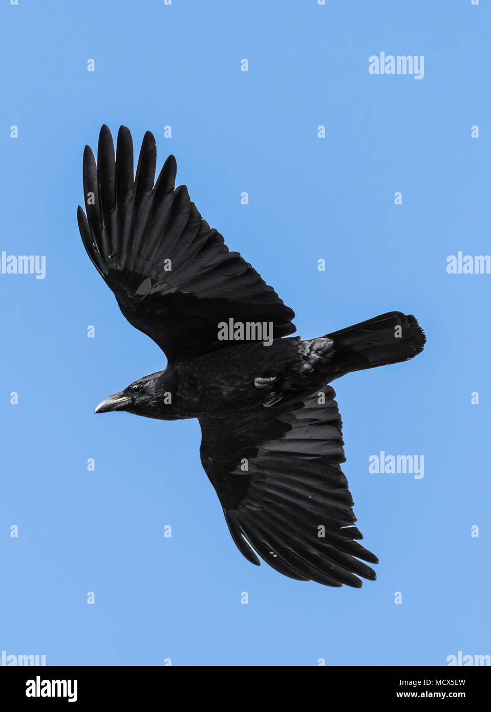 Carrion Crow (Corvus corone) uccello vola con ali fuori contro il cielo blu in primavera nel West Sussex, in Inghilterra, Regno Unito. Carrion Crow ritratto. Foto Stock