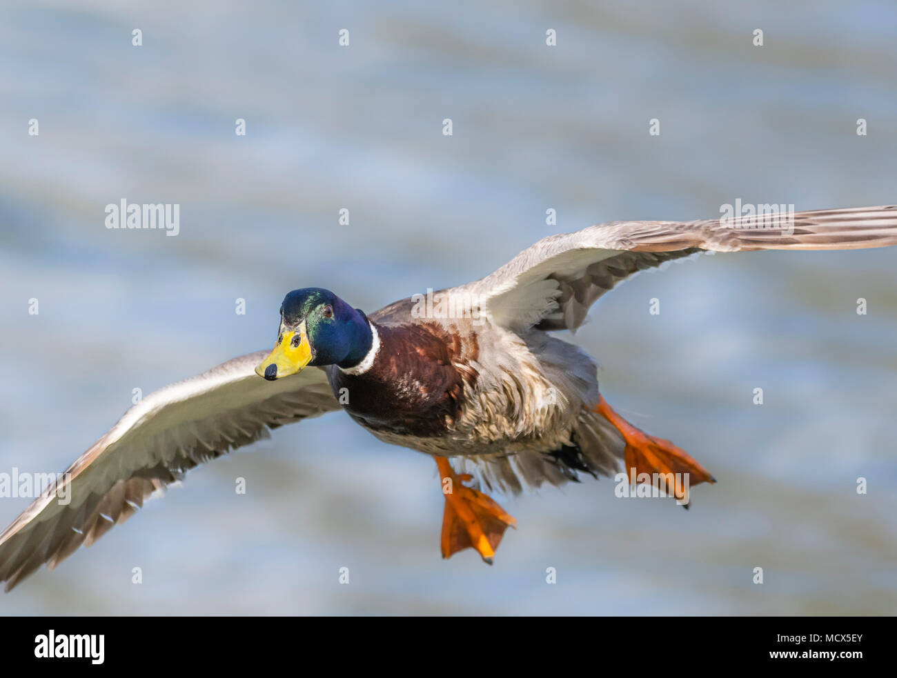 Drake Mallard Duck (Anas platyrhynchos) volando sopra acqua in primavera nel West Sussex, in Inghilterra, Regno Unito. Foto Stock
