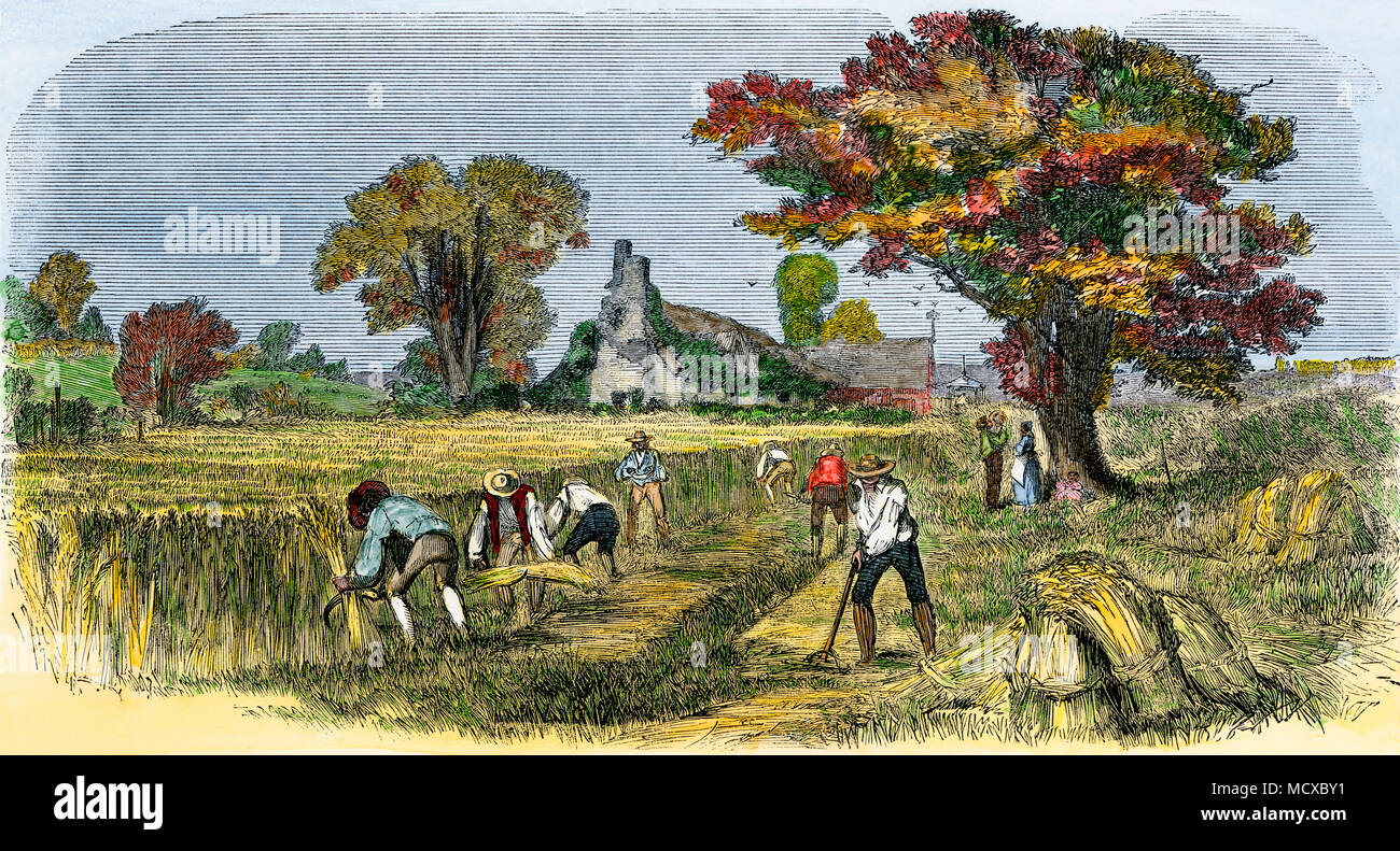 Mietere il grano a mano nei primi 1800s vicino a Siracusa NY. Colorate a mano la xilografia Foto Stock
