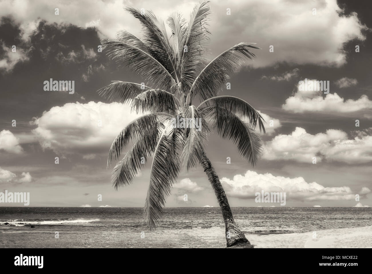 Palm Tree e spiaggia. Poipu, Kauai, Hawaii Foto Stock