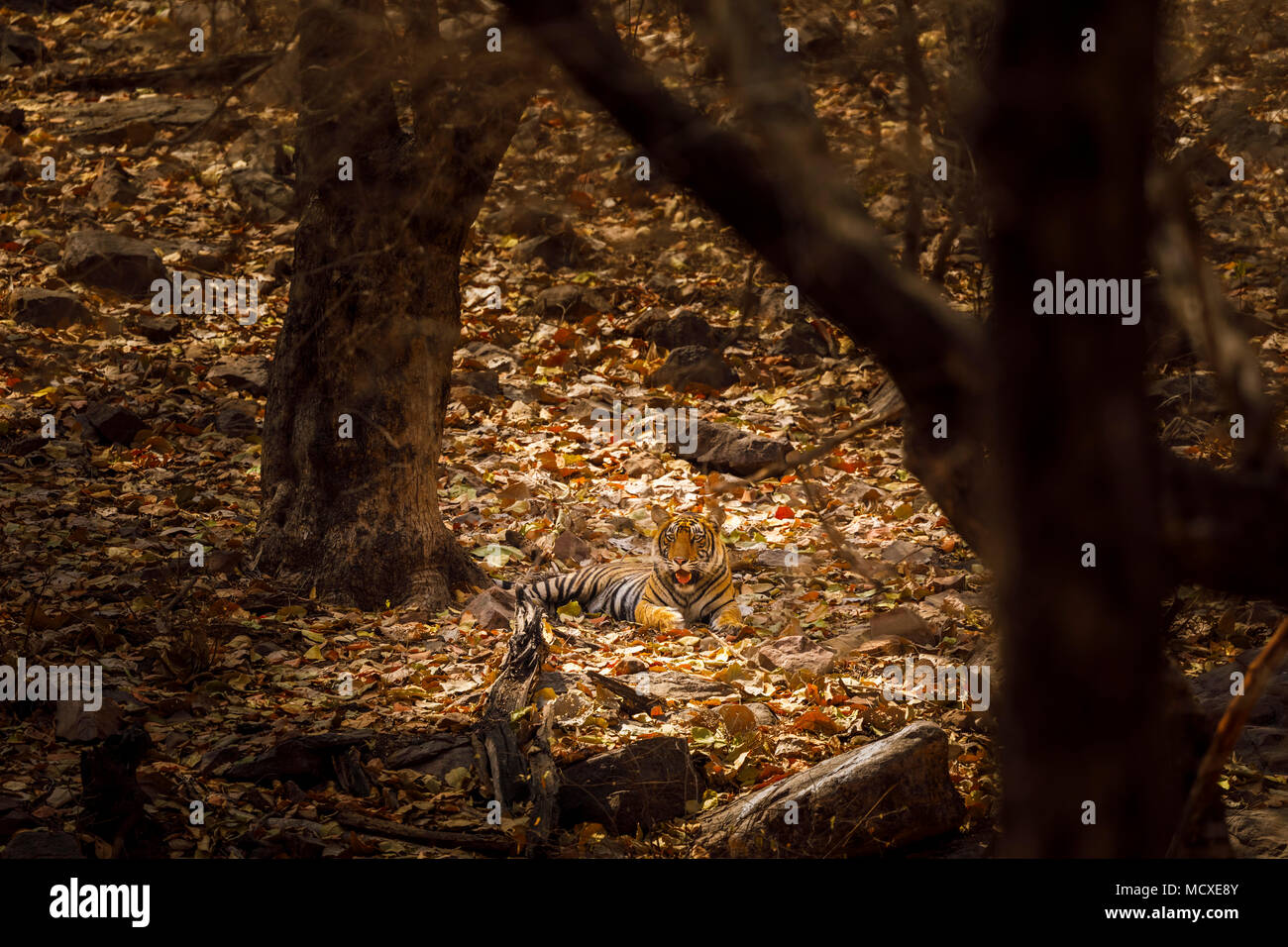Tigre del Bengala (Panthera tigris) che stabilisce a riposo mimetizzato nella luce pezzata nel bosco, il Parco nazionale di Ranthambore, Rajasthan, India settentrionale Foto Stock