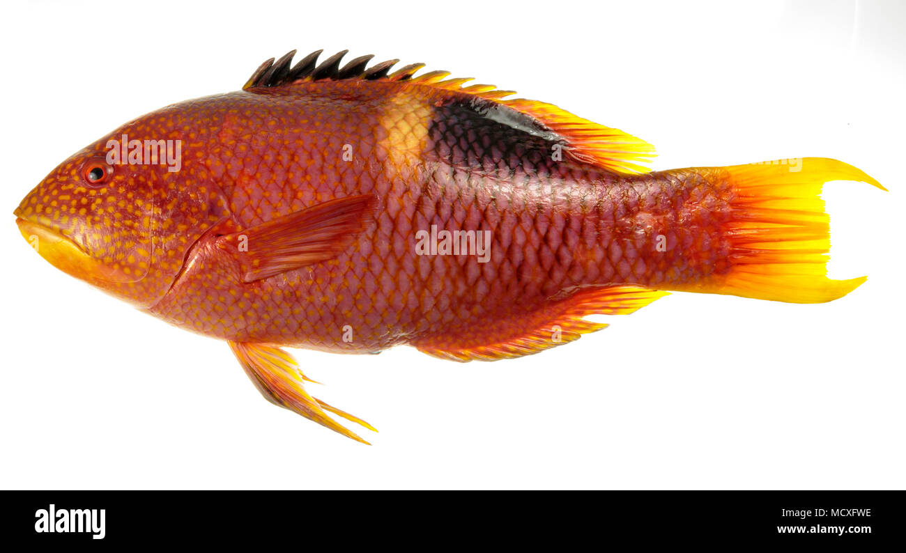 Immagine di un adulto Goldspot Pigfish, Bodianus perditio, una sub-tropicali pesci di scogliera, isolato su sfondo bianco Foto Stock