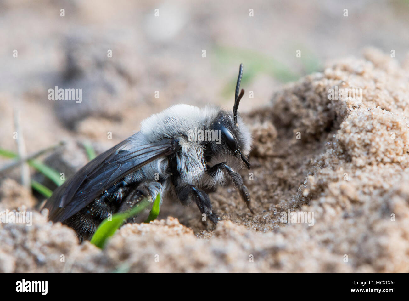 Ashy Mining Bee (Andrena cineraria) proviene da Erdhöhle, Emsland, Bassa Sassonia, Germania Foto Stock
