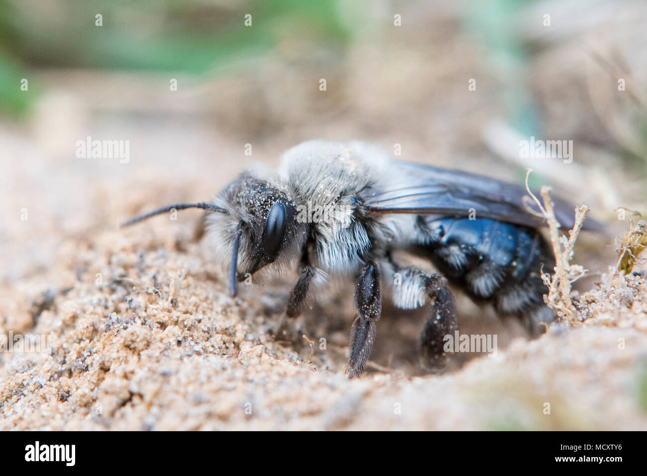 Ashy mining bee (Andrena cineraria), Emsland, Bassa Sassonia, Germania Foto Stock