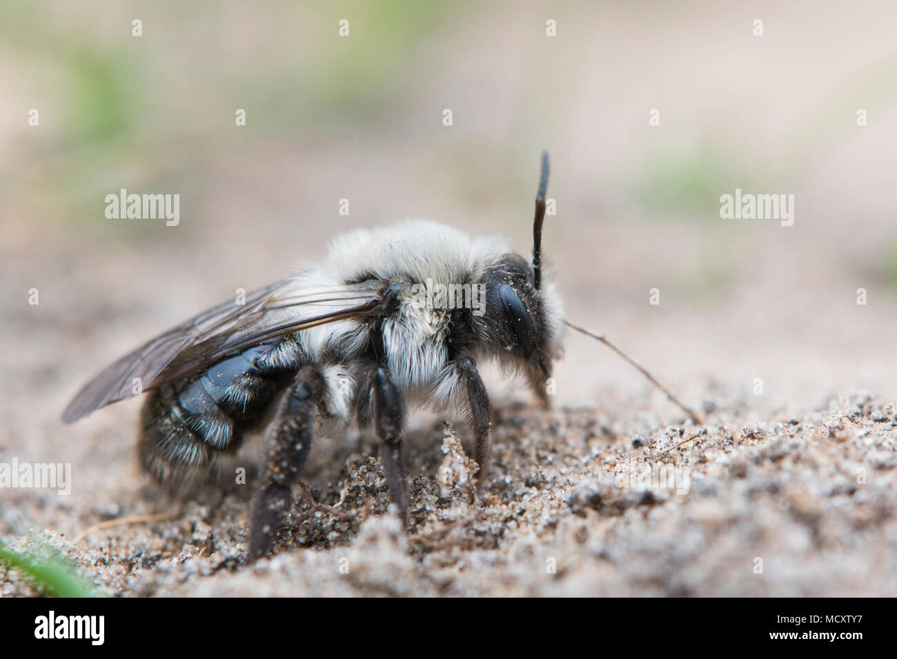 Ashy mining bee (Andrena cineraria), Emsland, Bassa Sassonia, Germania Foto Stock