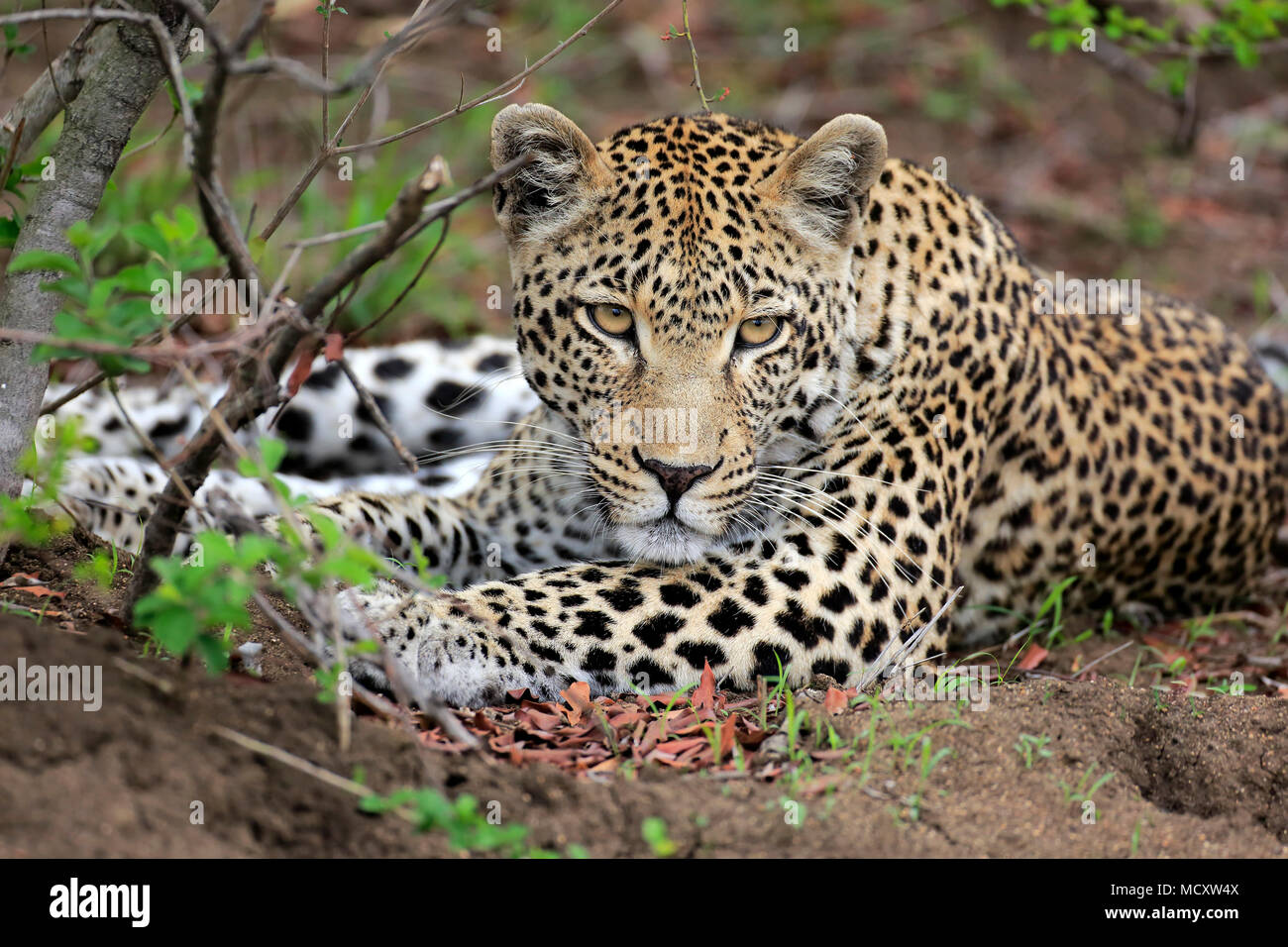Leopard (Panthera pardus), Adulto, animale ritratto, sdraiato, dormienti, osservando, attento, Sabi Sand Game Reserve Foto Stock