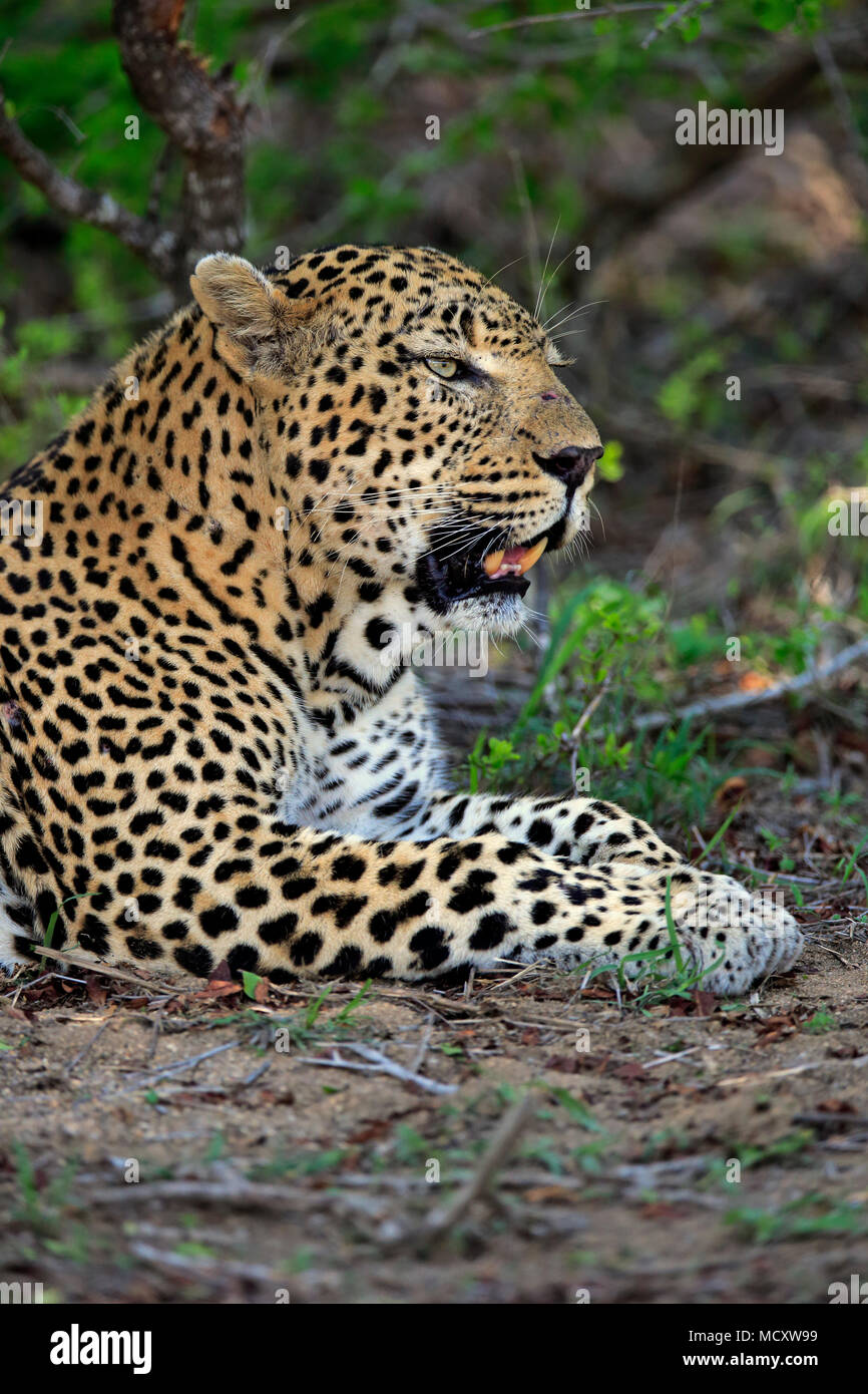 Leopard (Panthera pardus), Adulto, giacente sul terreno, attento, osservando, animale ritratto, Sabi Sand Game Reserve Foto Stock