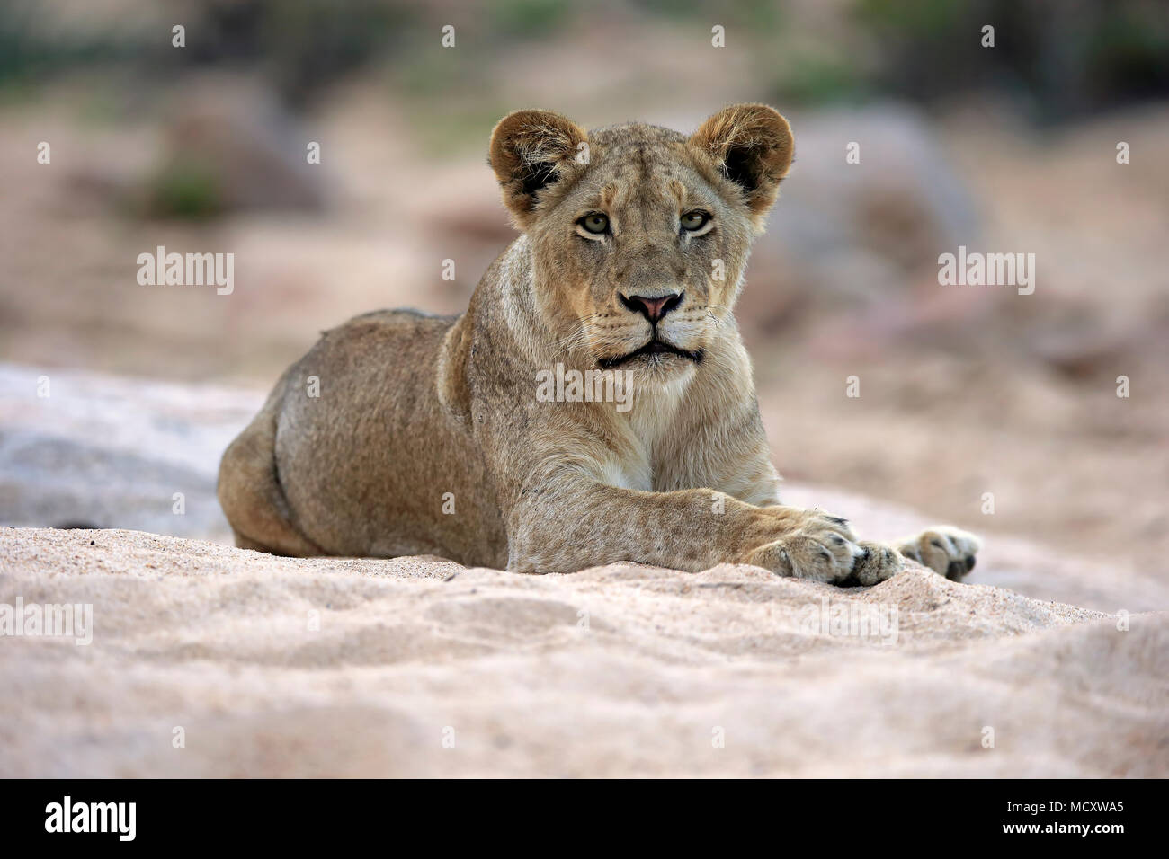 Lion (Panthera leo), femmina adulta, attento, osservando, seduta in dry riverbed, Sabi Sand Game Reserve, Parco Nazionale Kruger Foto Stock