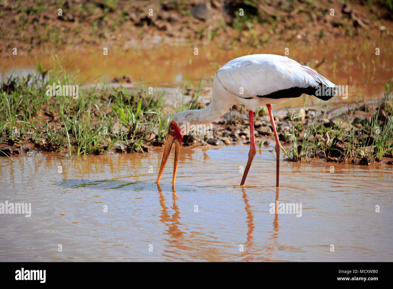 Giallo-fatturati stork (Mycteria ibis), Adulto, sull'acqua rovistando, Kruger National Park, Sud Africa Foto Stock