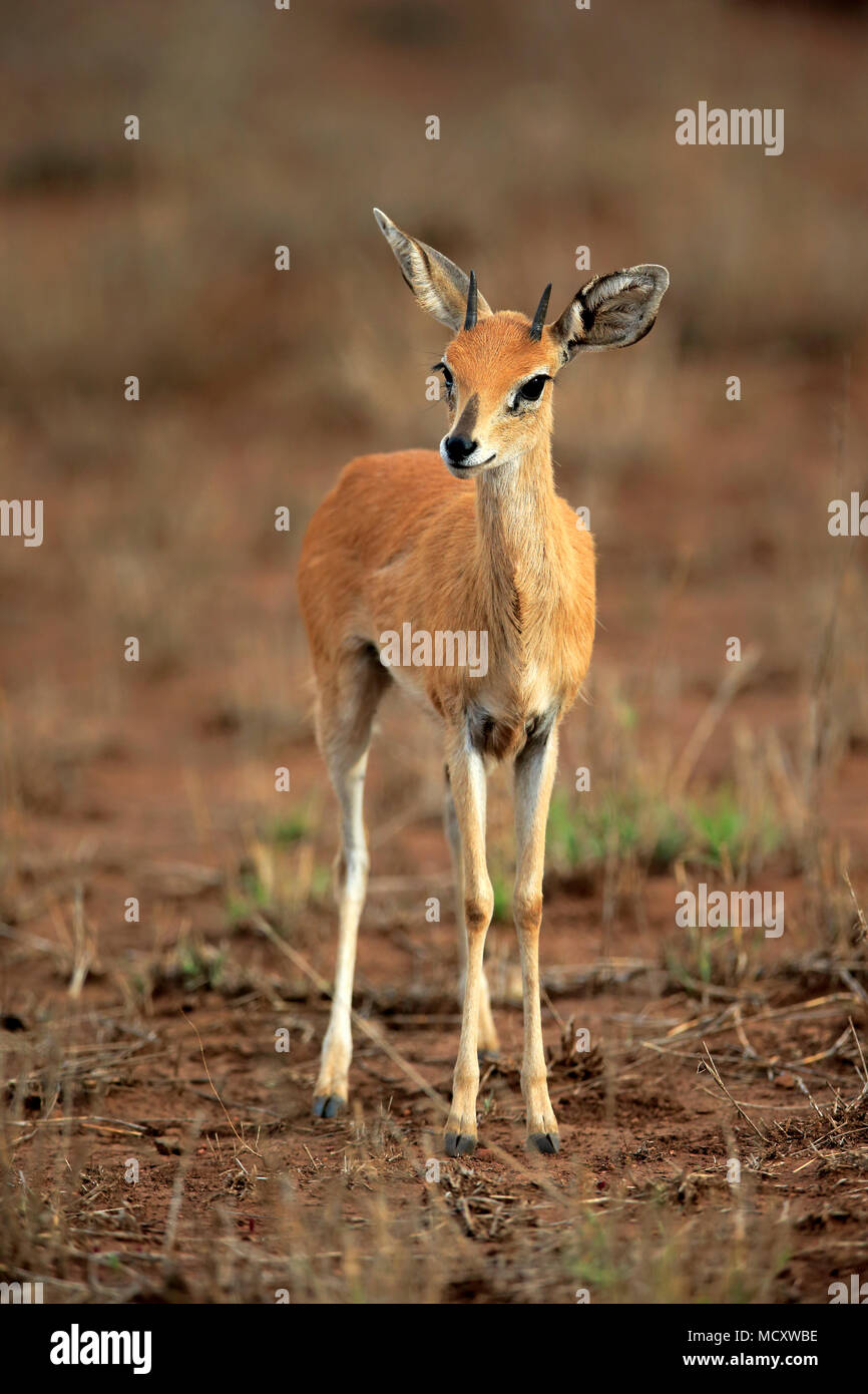 Steenboks (Raphicerus campestris), adulto maschio, attento, il Parco Nazionale Kruger, Sud Africa Foto Stock
