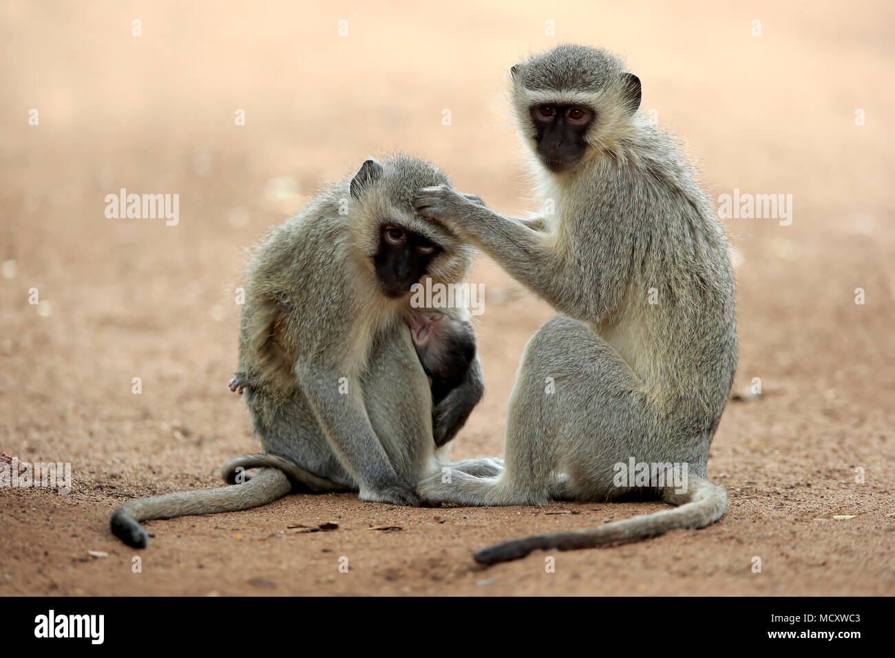 Vervet monkey (Chlorocebus pygerythrus), femmina adulta con giovani pidocchio, comportamento sociale, umettare la cura, Parco Nazionale Kruger Foto Stock