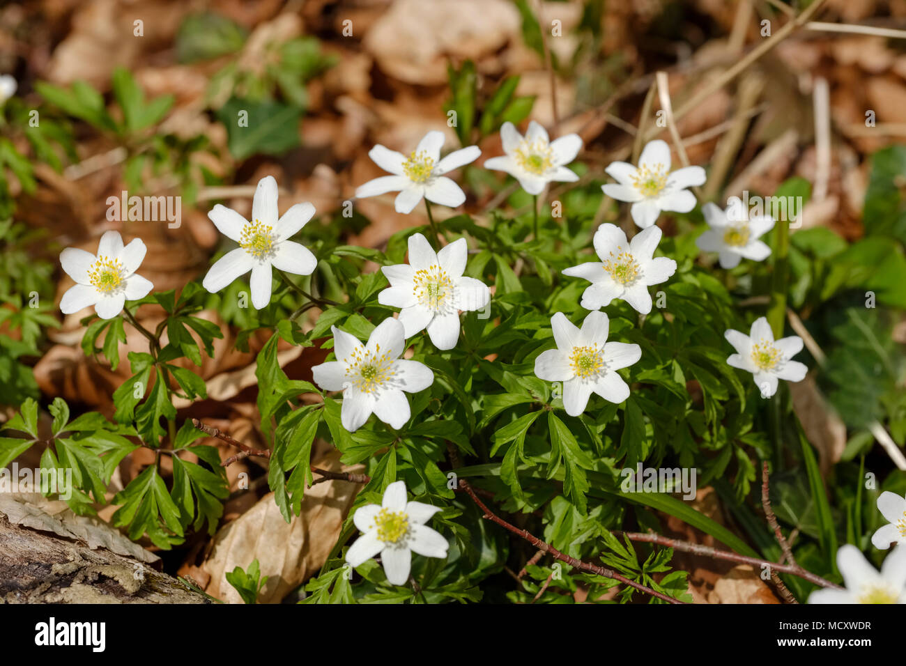 Anemoni di legno (Anemone nemorosa ,), fioritura, Alta Baviera, Baviera, Germania Foto Stock
