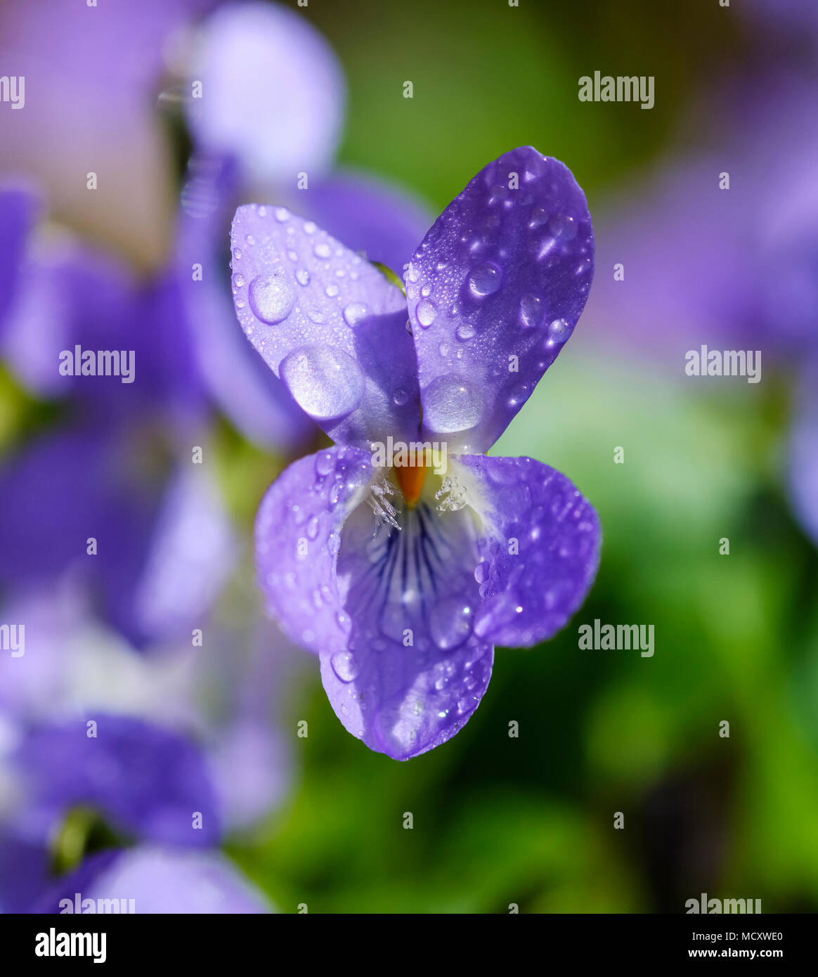 Legno (Viola Viola odorata), fiore con gocce di acqua alta Baviera, Baviera, Germania Foto Stock