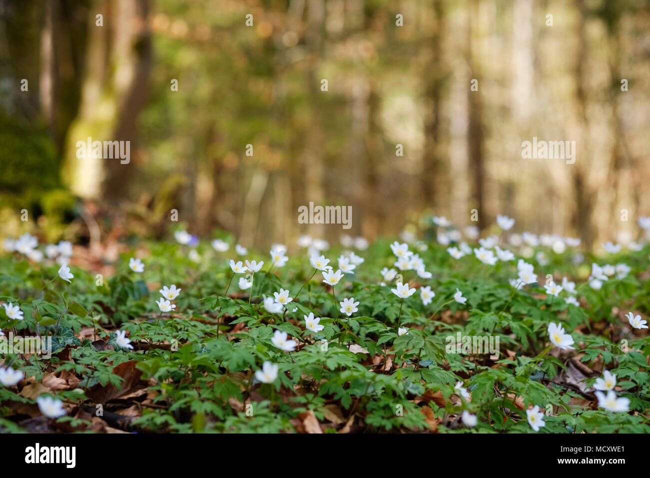Anemoni di legno (Anemone nemorosa ,), fioritura, Königsdorf, Alta Baviera, Baviera, Germania Foto Stock