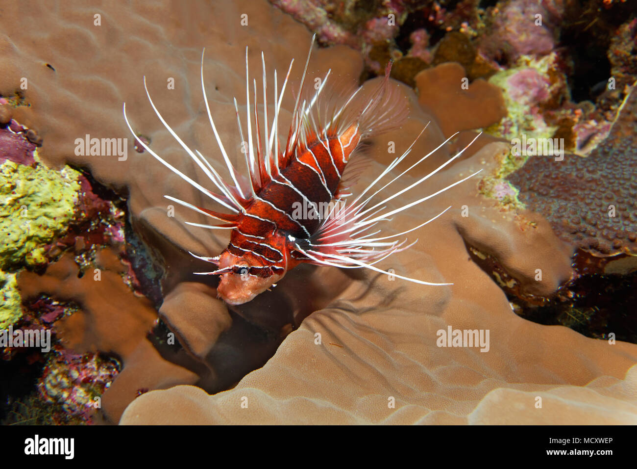 Firefish radiale (Pterois radiata) nella barriera corallina, notturno, Mar Rosso, Egitto Foto Stock