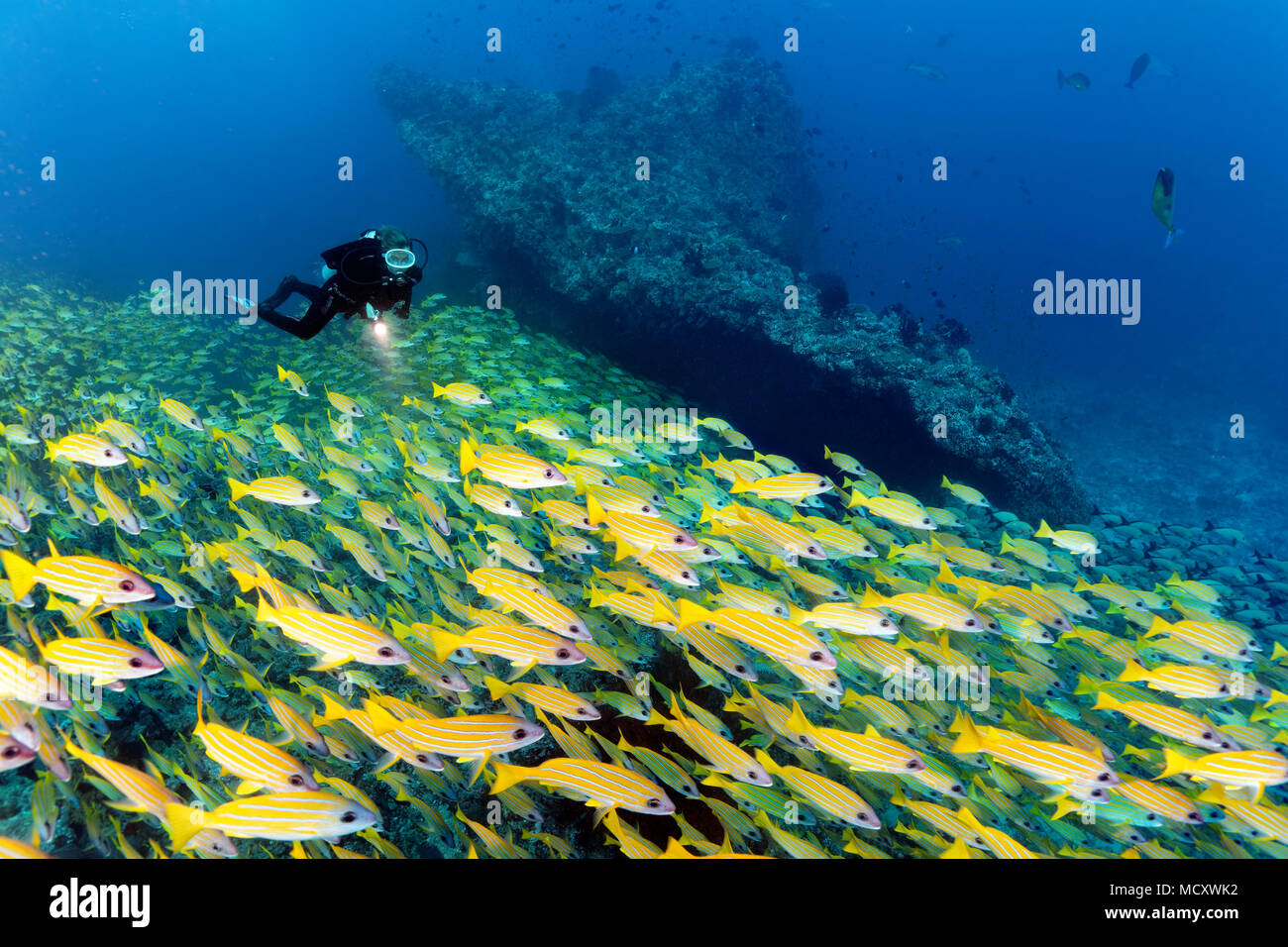 Diver orologi di grandi banchi di pesci Bluestripe snapper (Lutjanus kasmira), Oceano Indiano, Maldive Foto Stock