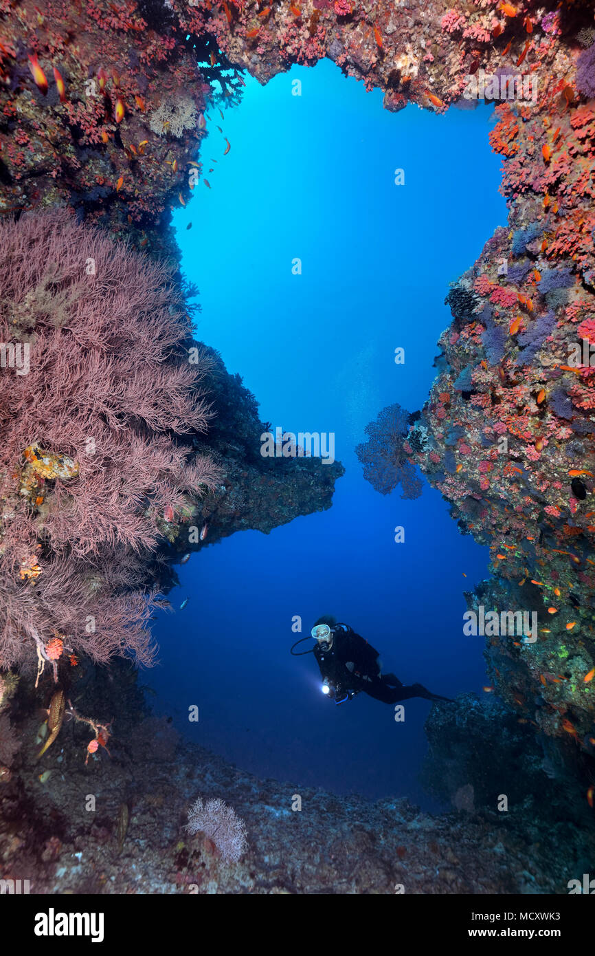 Diver guarda alla grande barriera corallina rivoluzionario, Oceano Indiano, Maldive Foto Stock