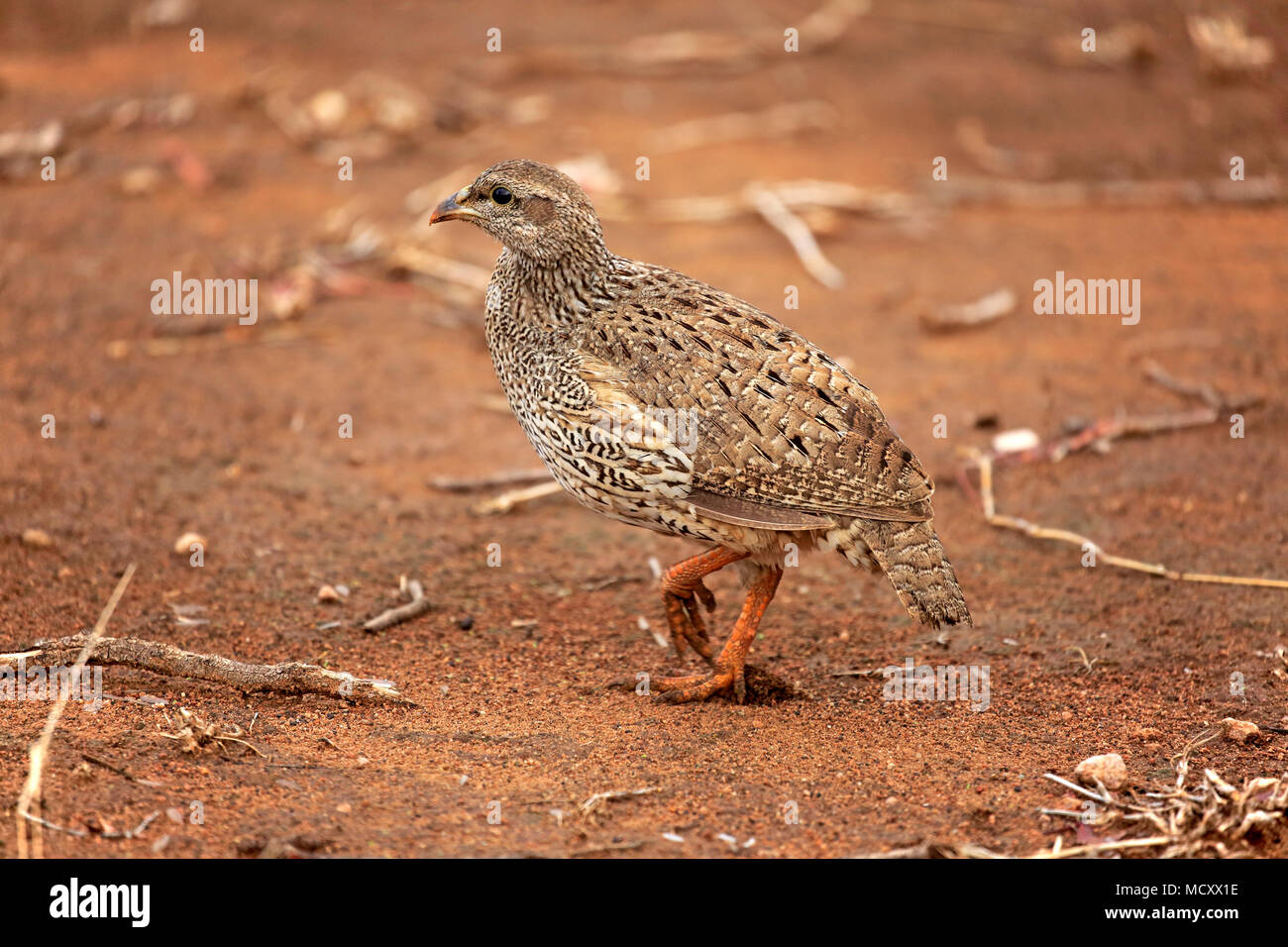 Crested francolin (Francolinus sephaena), Adulto rovistando, Kruger National Park, Sud Africa Foto Stock