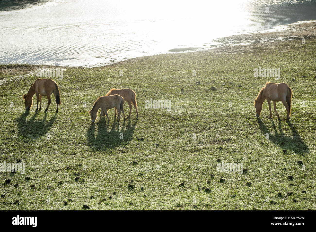 Il WILDHORSES giocando, mangiare e attraversare il piccolo fiume di Dalat, VIETNAM Foto Stock