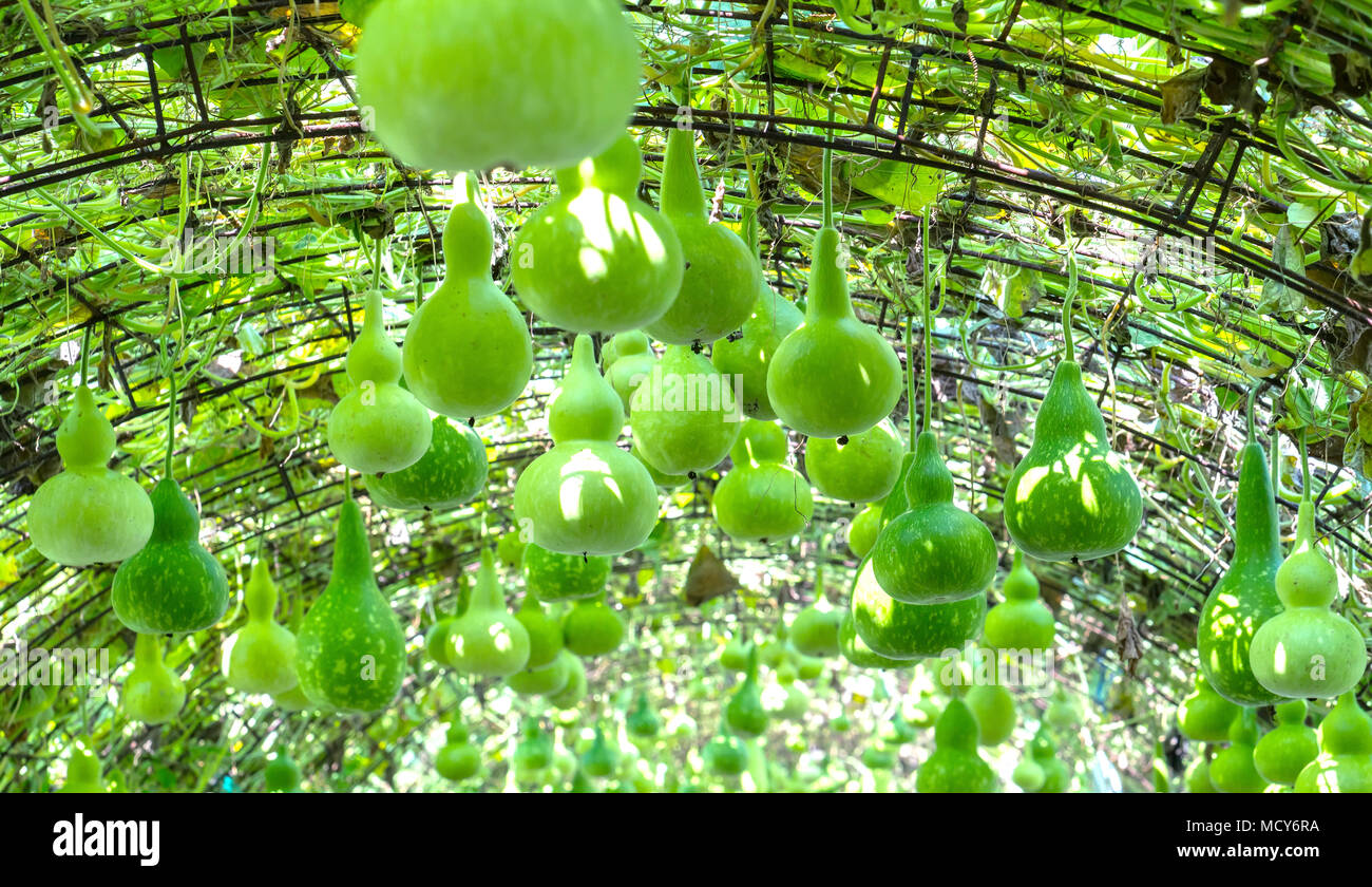Zucca ornamentale fattoria per la stagione del raccolto con le zucche  appeso sul rig come la zucca bellissimo vaso in giardino Foto stock - Alamy