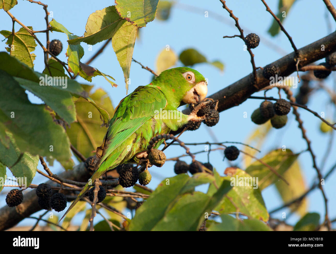 Parrocchetto cubano (Psittacara euops) vulnerabili, penisola di Zapata, CUBA Foto Stock