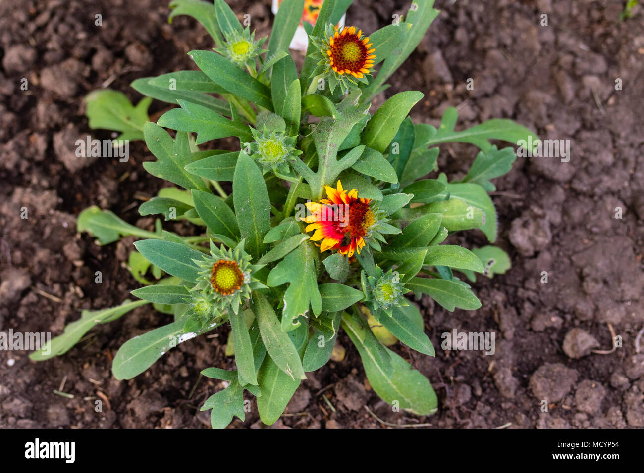 Ci saranno un sacco di gallardia fiorisce molto presto Foto Stock