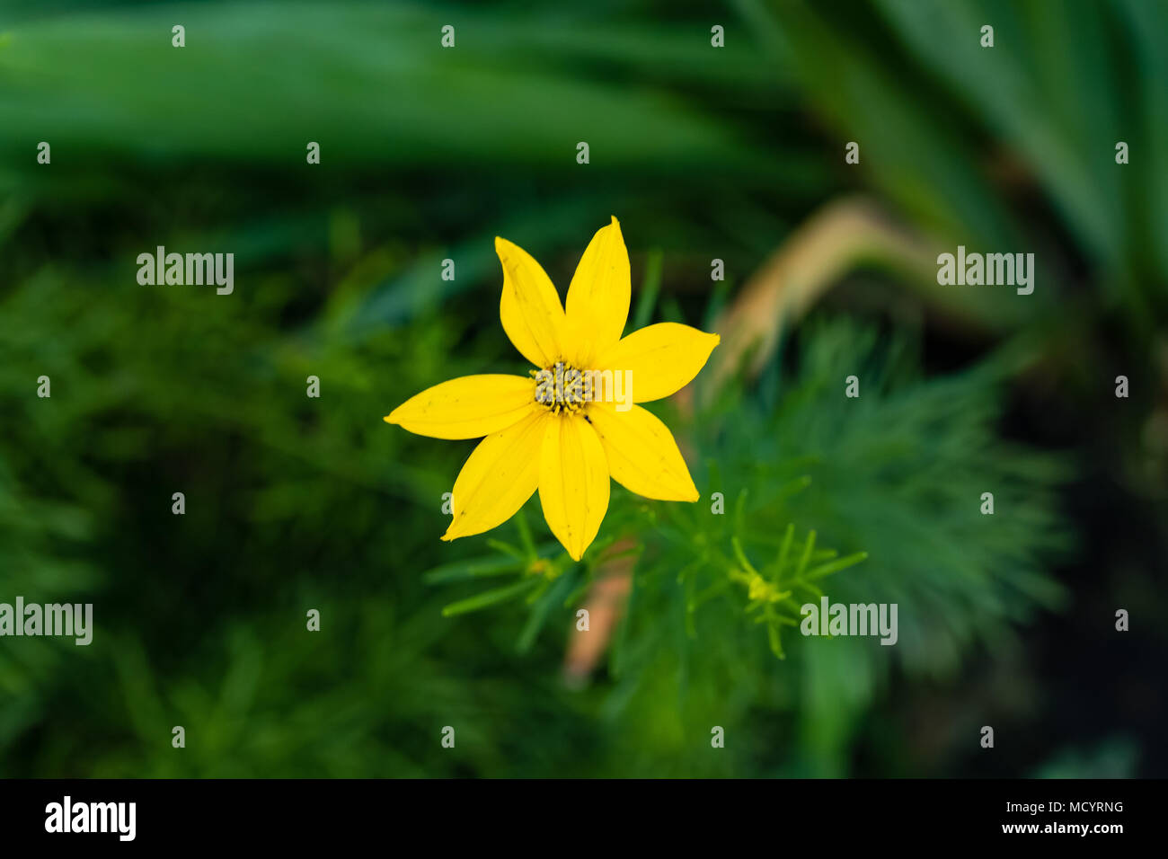 Un piccolo delicato fiore giallo di tipo sconosciuto Foto Stock