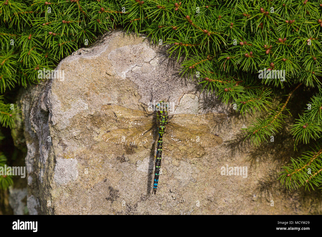 Un maschio Hawker Meridionale (Aeshna cyanea) dragonfly uno del più grande specie nel Regno Unito, crogiolarvi al sole su un blocco di calcare in Gran Bretagna, England, Regno Unito Foto Stock