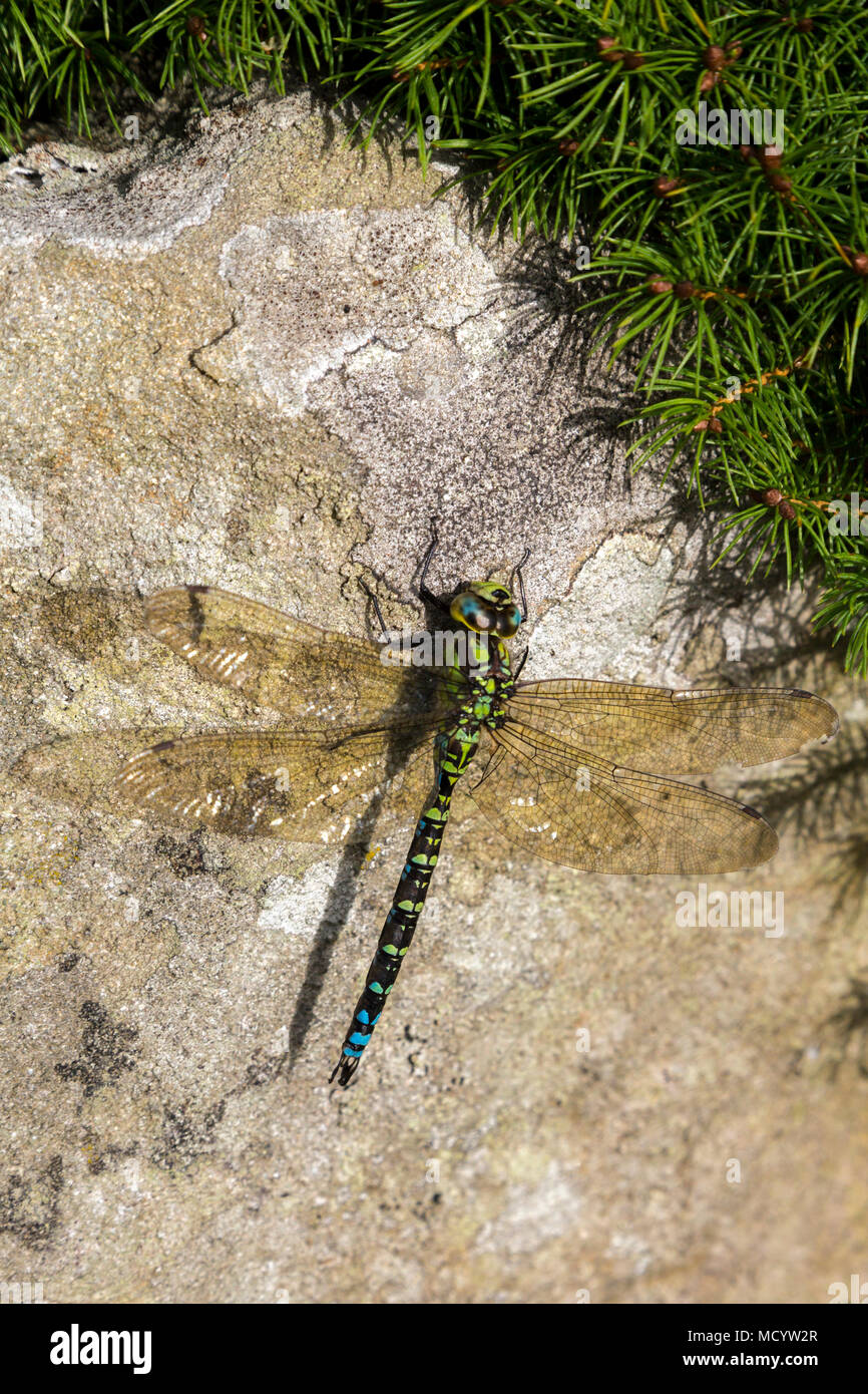 Un maschio Hawker Meridionale (Aeshna cyanea) dragonfly uno del più grande specie nel Regno Unito, crogiolarvi al sole su un blocco di calcare in Gran Bretagna, England, Regno Unito Foto Stock