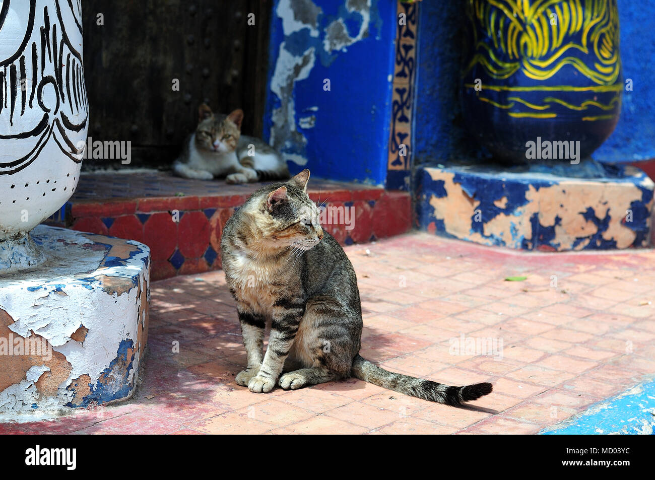 Gatti in la casbah di Rabat, Marocco Foto Stock
