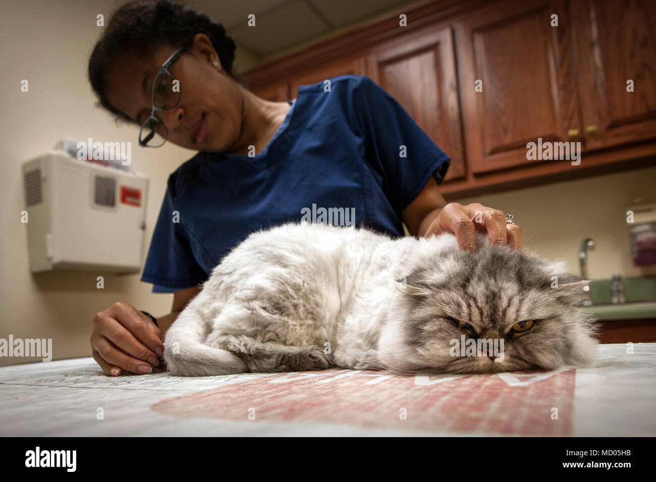 Jacinda Crawford, 23d medicina aerospaziale squadrone della salute animale assistant controlla la temperatura del 'Kammi', Marzo 6, 2018 a Moody Air Force Base, Ga. Il veterinario clinica offre assistenza e cure per il lavoro militare cani di stanza qui mentre fornisce anche la stessa cura e attenzione per i detenuti personalmente gli animali. (U.S. Air Force foto di Airman Eugene Oliver) Foto Stock