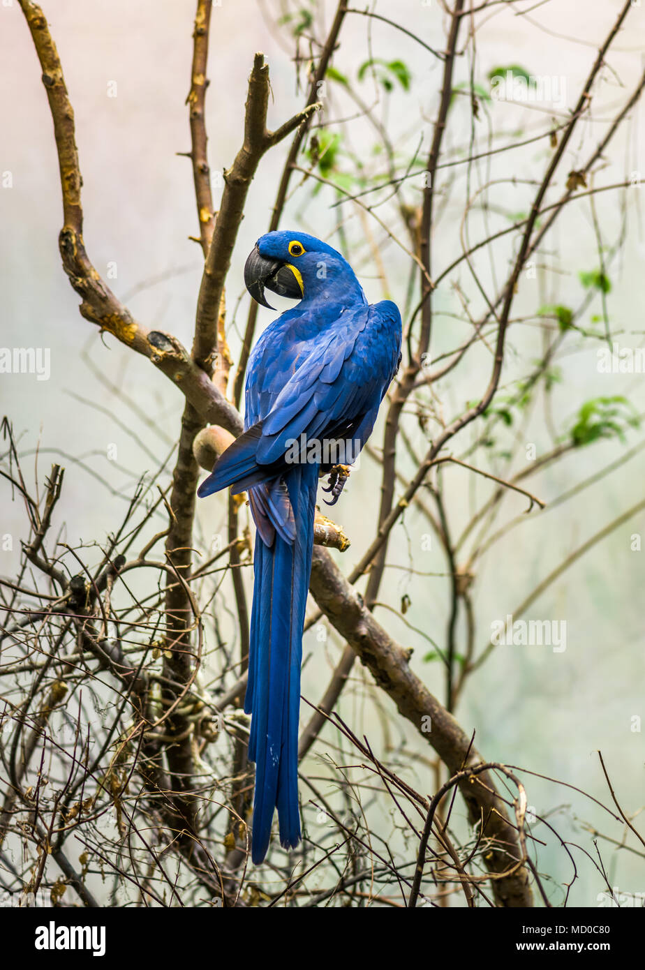 L'Ara Giacinto è un pappagallo di grandi dimensioni con piumaggio blu con gli occhi gialli anello. Foto Stock