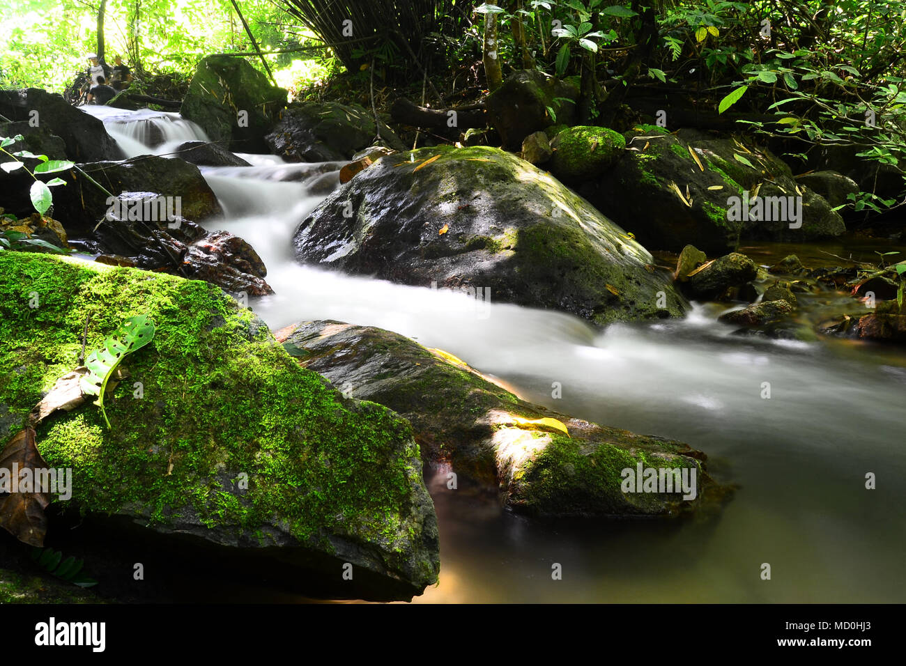 Ho preso una foto e si fermò nel mezzo del fiume in questo Borneo foresta a un ritmo lento. Borneo, Indonesia. Foto Stock
