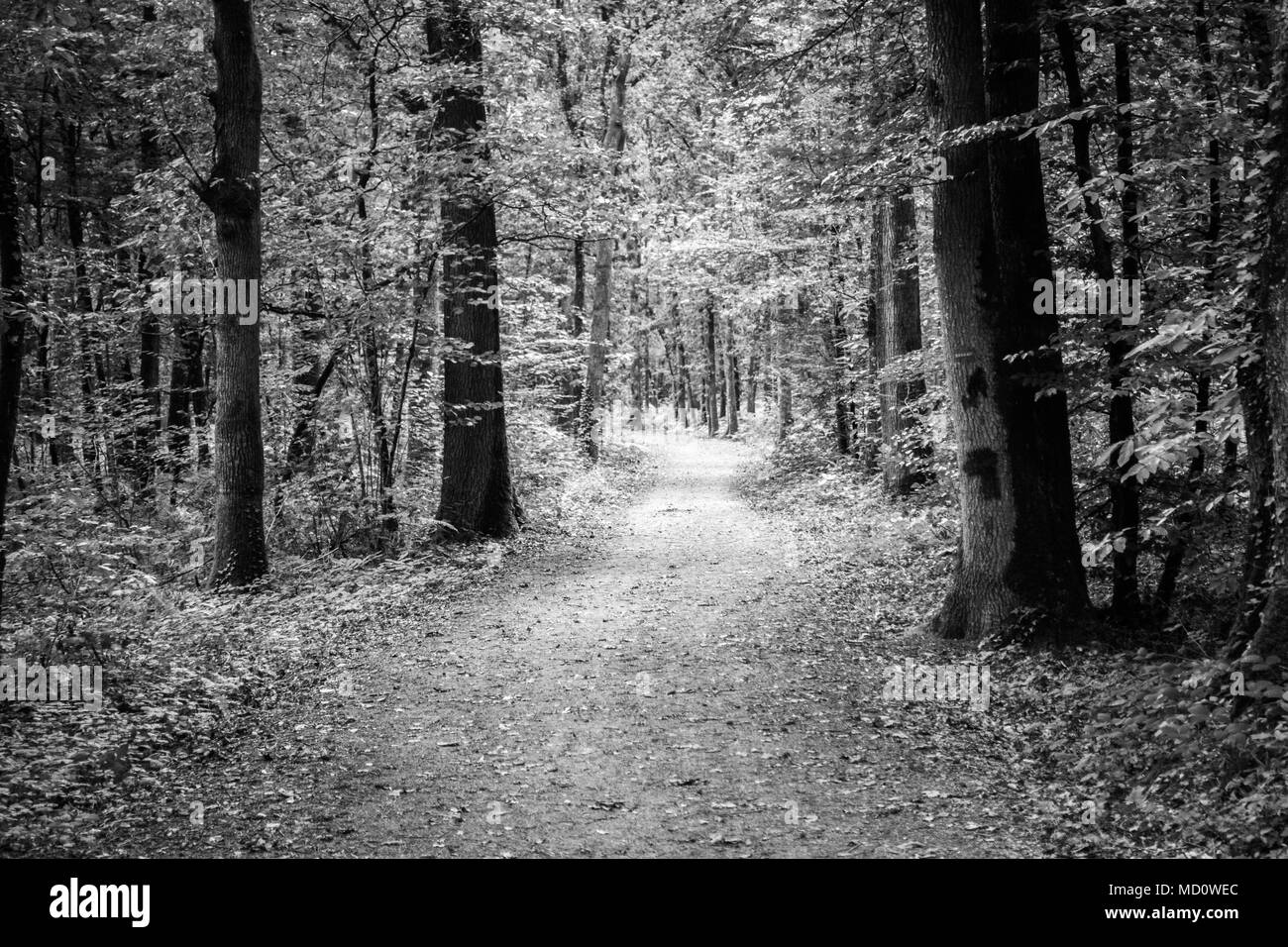 Strada sterrata attraverso gli alberi nella foresta, Brittany, Francia Foto Stock