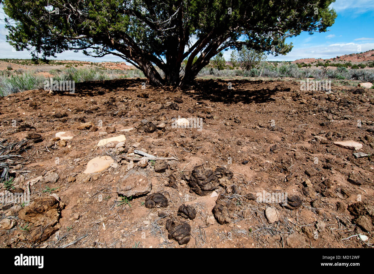 Bestiame eccessivo e danni a rangeland sul Bureau of Land Management Land in Utah centrale Foto Stock