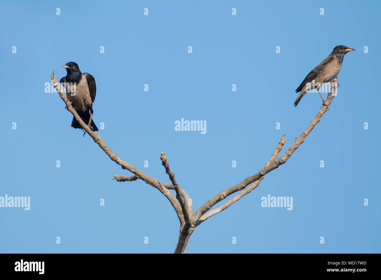 Gli uccelli: Coppia di Rosy Starling appollaiato su un ramo di albero Foto Stock