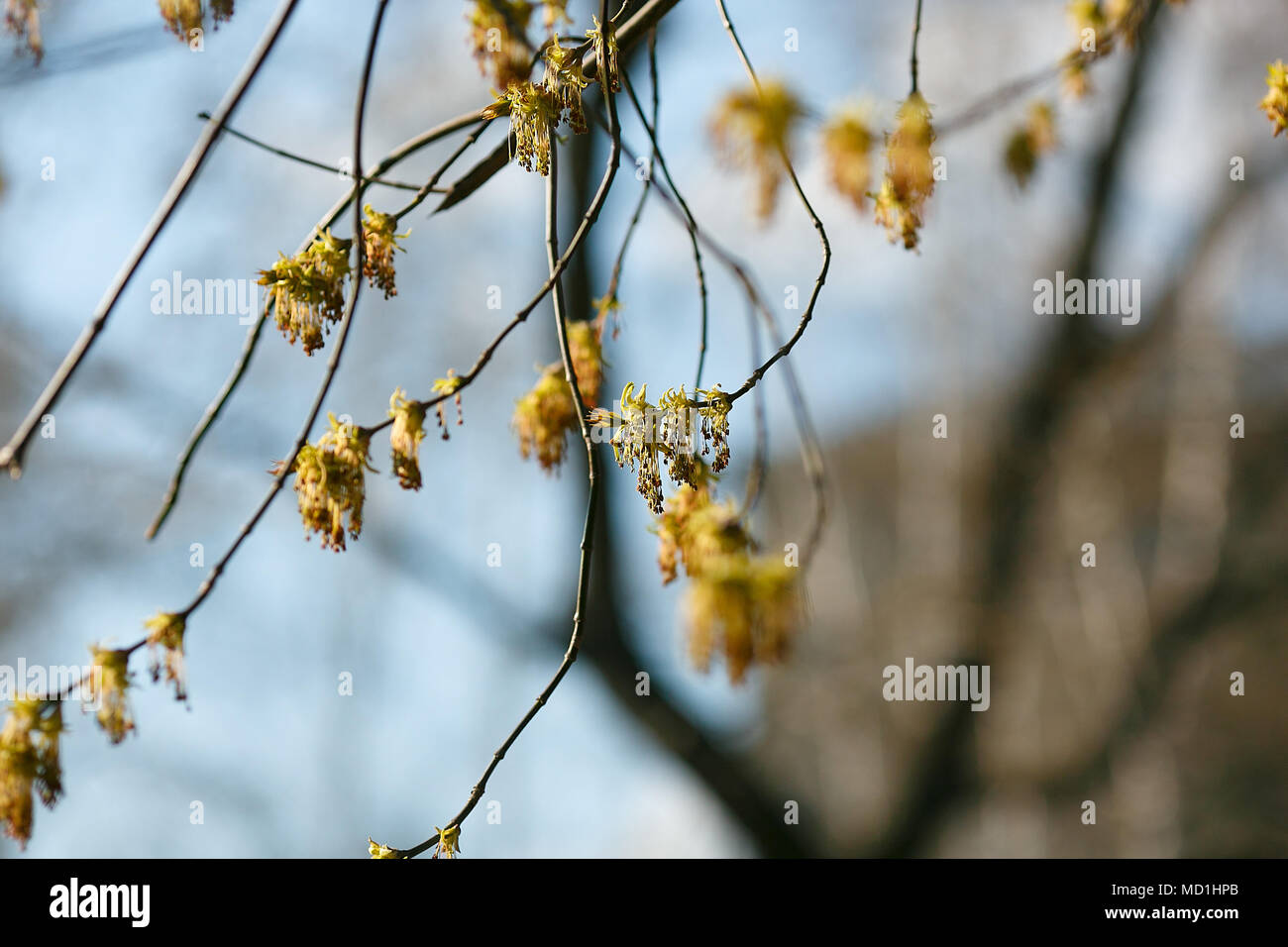 In primo luogo, all'inizio della primavera e fioritura, in erba di alberi, rami, foglie, sfondo, spazio libero, acero semi splendida fioritura sviluppo di risveglio Foto Stock